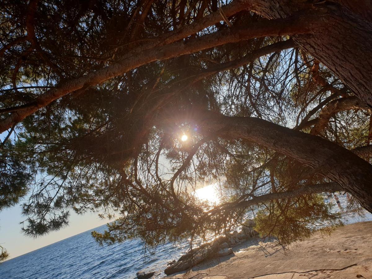 Youth Hostel Pinesta Novigrad Istria Dış mekan fotoğraf